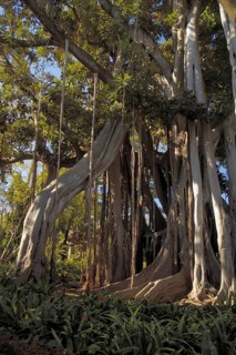 Europe, Spain, Canary Islands, Tenerife, Botanic Garden, Humbold, Tenerife, Canary Islands/Canary
