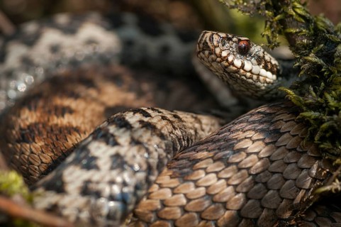 European adder, European viper, venomous snake, vipera berus, critters, female, poisonous reptiles,