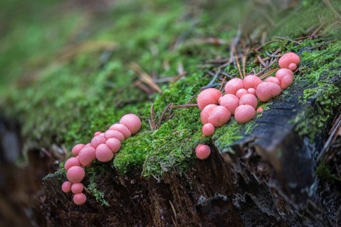 Blood milk fungus, blood fungus, galeperdon epidendron, gröning slime, lycogala epidendrum,