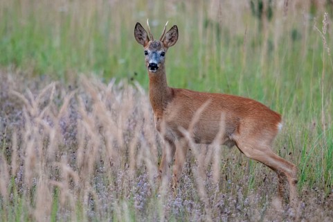 2009, artiodactyla, Brandenburg, Capreolus capreolus, even-töd ungulate, Germany, national natural