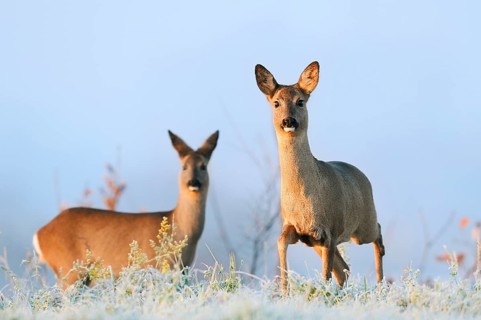 European roe deer (Capreolus capreolus), does in winter, North Rhine-Westphalia, Germany