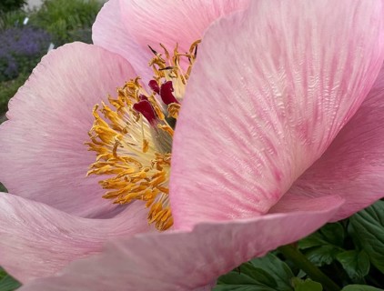 Chinese peony (Paeonia lactiflora), with pink flowers, native to Central Asia and East Asia,