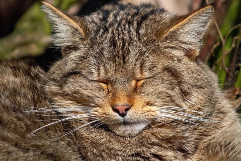 Carnivora, felis silvestris, predators, wildcat, mammals, raptors, sleep, mammals