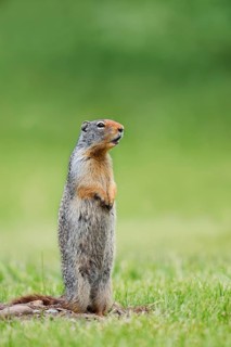 A Columbia ground squirrel (Urocitellus columbianus, Spermophilus columbianus) stands upright in a