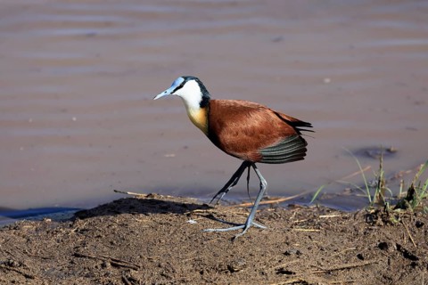 Blue-browed Waterhen (Actophilornis africanus), adult, by the water, foraging, Kruger National