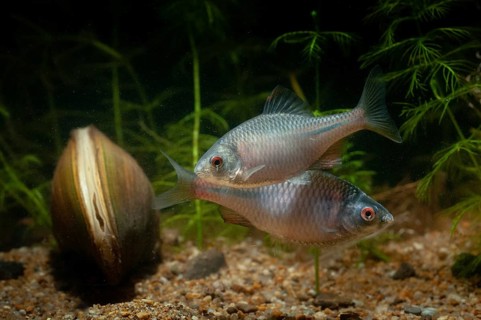 Anodonta cygnea, bitterling, duck mussel, common pond mussel, Rhodeus amarus, Rhodeus sericeus