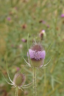 Wild teasel (Dipsacus fullonum), with a ring of flowers, Haiger, Hesse, Germany
