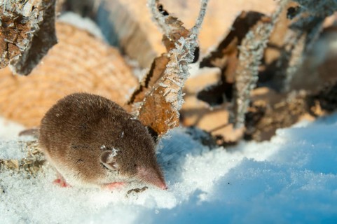 Crocidura Russula, Greater White-Toothed Shrew, House Shrew, Insectivora, Insectivora, Mammals,