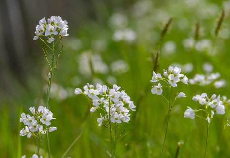 Brassicaceae, Cardamine Pratensis, Cruciferous Vegetables, Bubble Weed, Meadowfoam, Cuckooflower,