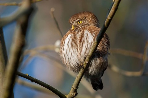 Glaucidium passerinum, pygmy owl, passerine owl, birds, owls, strigiformes, birds