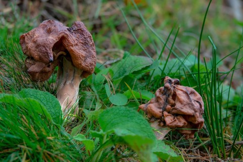 Bishop's cap, bishop's cap lornel, gyromitra infula, cap lornel, saddle-shaped false morel, elf