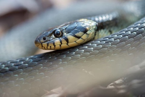 Grass Snake, Natrix Natrix, Grass Snake, Critters, Reptilia, Reptiles, Ringed Snakes, Snakes, Water