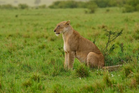 A cheerful lioness sits in the green grass, surveying her surroundings, lioness (Panthera leo),