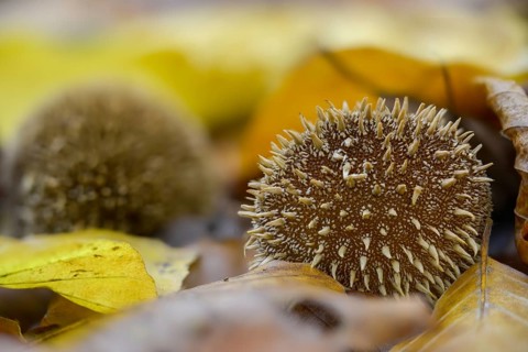 Hedgehog bovist, hedgehog dust, lycoperdon echinatum, dust, fungi, fungus, mushrooms, spiny