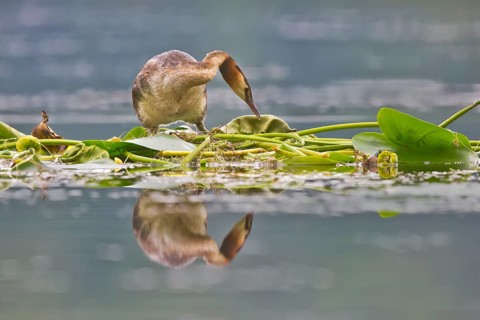 Great Crested Grebe (Podiceps cristatus) on nest, Bavaria, Germany