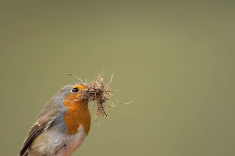 European robin (Erithacus rubecula) adult garden bird with nest material in its beak in spring,