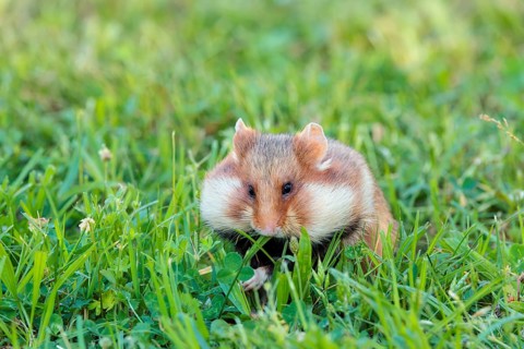A European hamster (Cricetus cricetus) collects herbs, grass and blossoms in a green meadow.