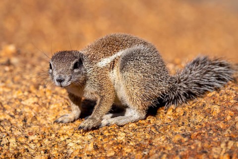 Cape ground squirrel (Xerus inauris), Pontok-Berge, Spitzkoppe, Große Spitzkuppe Nature Reserve,