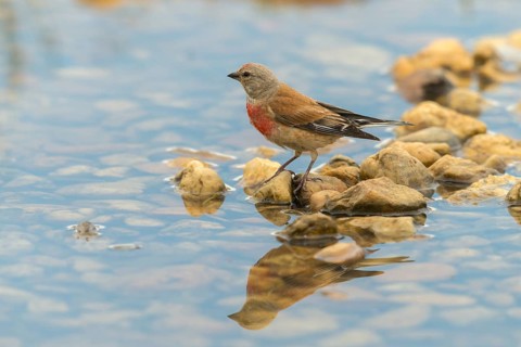 Acanthis cannabina, bloodtail, linaria cannabina, linnet, bath, bird bath, birds, hanfling, male,