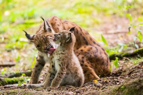 Eurasian lynx (Lynx lynx) mother with her youngster (cub) in a forest, Bavaria, Germany