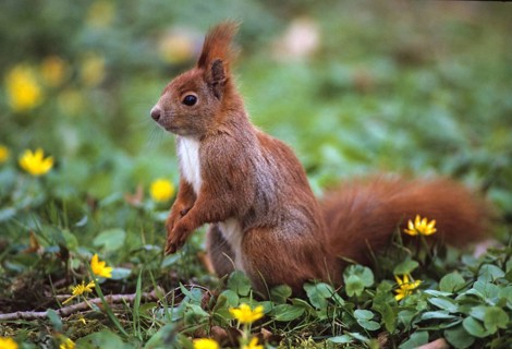Squirrels, rodents, rodentia, sciurus vulgaris, squirrel, spring, mammals, rodents, jump, mammals