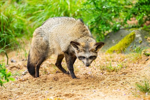 Bat-eared fox (Otocyon megalotis) walking on the ground looking for food, Bavaria, Germany