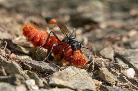 Acronicta rumicis, ammophila sabulosa, ampferous owl, ampferowl, common sand wasp, digging wasp,