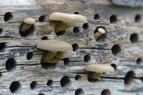 Borstrand stalk porling, Lentinus arcularius, Polyporellus arcularius, Polyporus anisoporus,