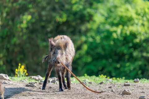On a sunny day, a wild boar (Sus scrofa) plays with a stick. Bavaria, Germany