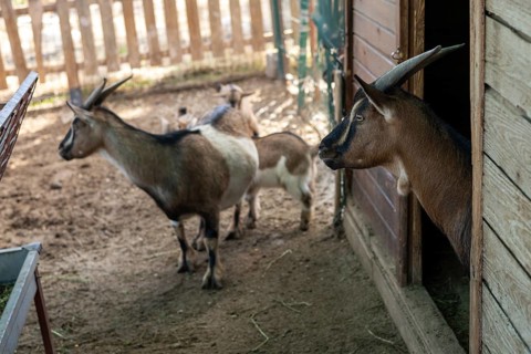 Several goats are seen outside their shelter, basking in the warm sunlight. This tranquil setting