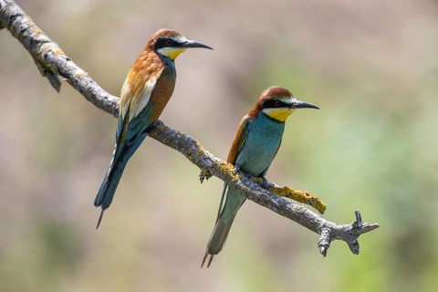 Bee-eater (Merops apiaster), Rhineland-Palatinate, Germany