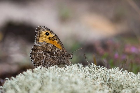 Hipparchia semele, ochre velvet butterfly, rock grayling, rust bandage, butterfly, grayling,