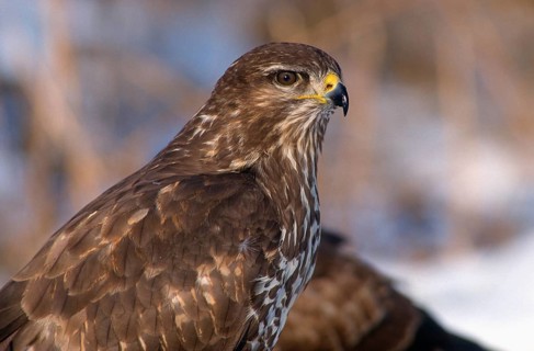 Accipitriformes, Buteo Buteo, Buzzard, Buzzard, Birds of Prey, Raptors, Birds