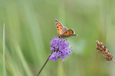 Small copper (Lycaena phlaeas), Devil's-bit scabious (Succisa pratensis), meadow, Germany. The