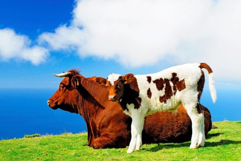 Cattle, agriculture, plateau, Madeira, Portugal, cattle, Madeira, Portugal