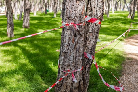 Trunks of trees wrapped with warning tape in a green park. Concept of tree cutting, environmental