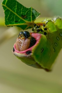 Cerura vinula, fork tail, large fork tail, notodontidae, puss moth, toothmoth, high size, portrait,