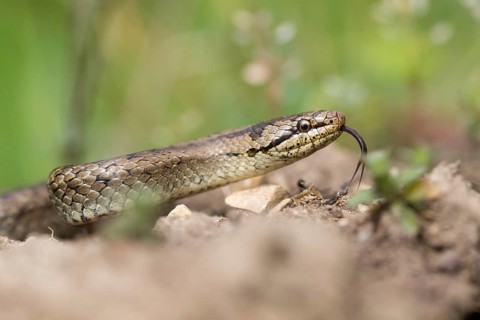 Coronella Austriaca, smooth snake, critters, reptilia, reptilia, reptiles, snakes, snakes