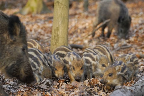 Wild boar, newbies looking for food
