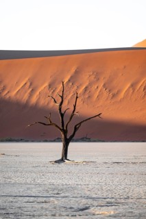 Red sand dunes and white salt pan with dead trees, Dead Vlei, Namib Desert, Namib Naukluft Park,