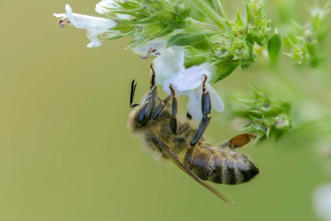 Apidae, apis mellifera, bees, European honey bee, European honeybee, hymenoptera, western honey