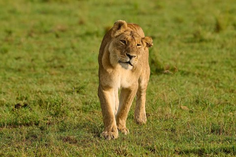 A lioness with a serious expression wanders through the savannah, lion (Panthera leo), Masai Mara