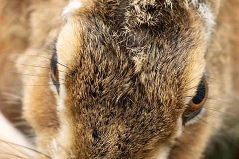 European brown hare (Lepus europaeus) adult animal head portrait, England, United Kingdom