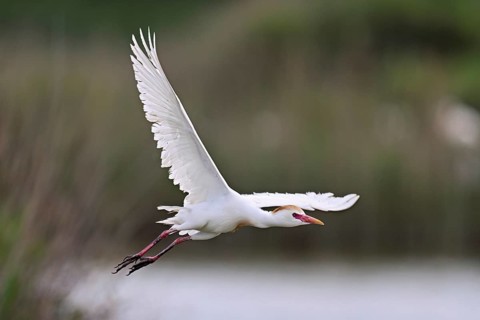 A cattle egret (Bubulcus ibis) in breeding plumage in flight, Camargue, southern France