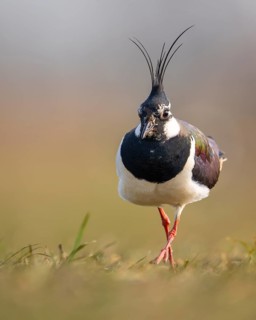 Northern Lapwing (Vanellus vanellus) in a wet meadow, Dümmer, Lembruch, Lower Saxony, Germany