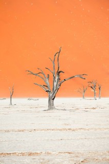 Dead camel thorn trees (Vachellia erioloba), red sand dunes, white salt pan, Dead Vlei, Sossusvlei,