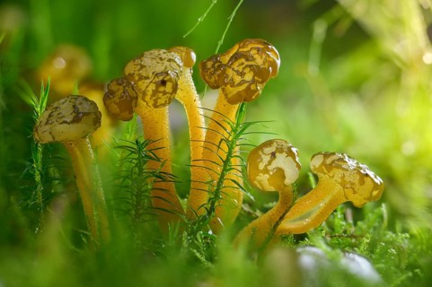 Gallat cap, gelatinous cap, common gelatinous cap, green yellow gelatinous cap, leotia gelatinosa,
