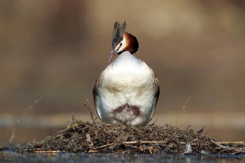 Great Crested Grebe (Podiceps cristatus) on nest, North Rhine-Westphalia, Germany