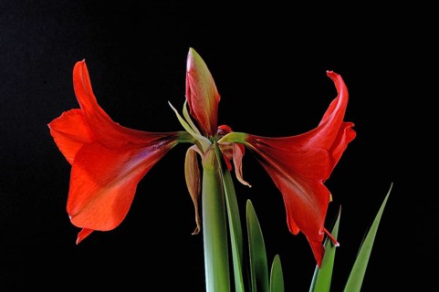 Amaryllis, Knight Star, Hippeastrum hybrids