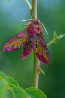 Deilephila porcellus, small wine enthusiast, small elephant hawk moth, sphingidae, flew off,